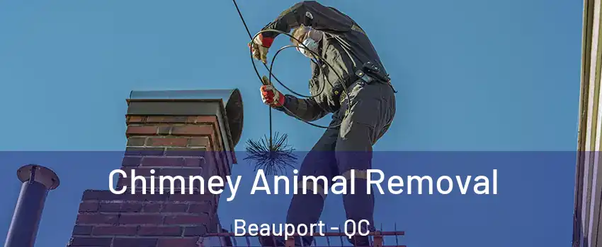  Chimney Animal Removal Beauport - QC