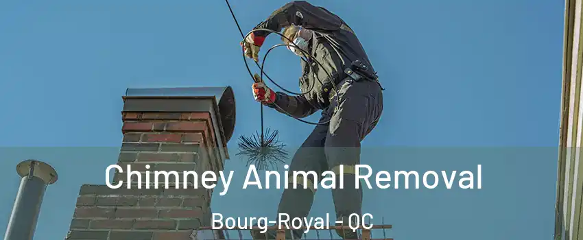 Chimney Animal Removal Bourg-Royal - QC