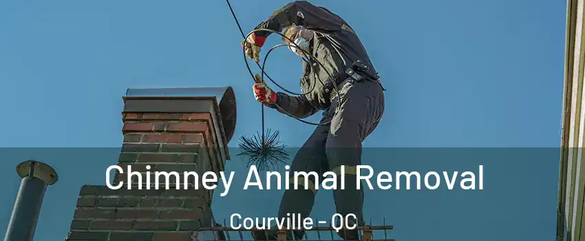 Chimney Animal Removal Courville - QC