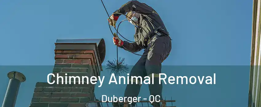  Chimney Animal Removal Duberger - QC