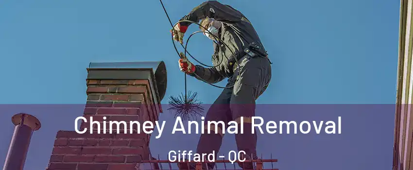  Chimney Animal Removal Giffard - QC
