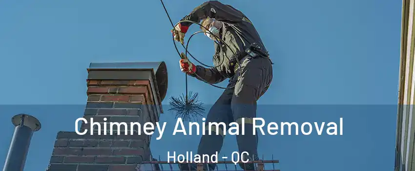  Chimney Animal Removal Holland - QC