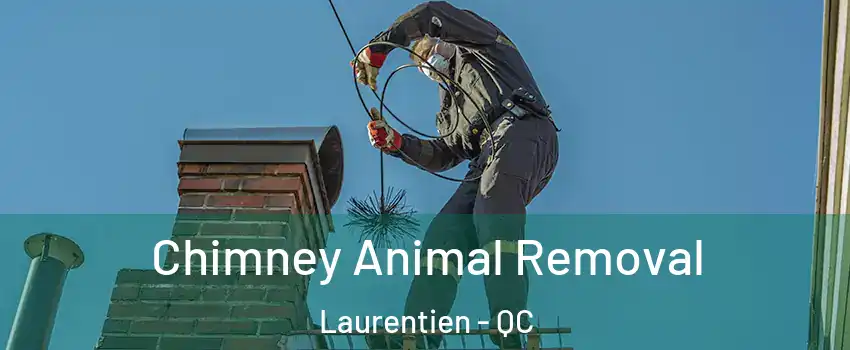  Chimney Animal Removal Laurentien - QC
