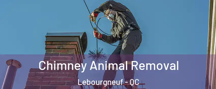  Chimney Animal Removal Lebourgneuf - QC