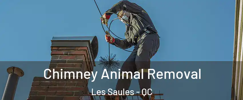  Chimney Animal Removal Les Saules - QC