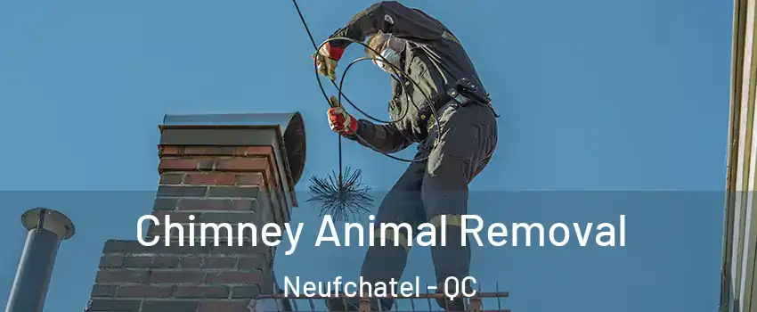  Chimney Animal Removal Neufchatel - QC