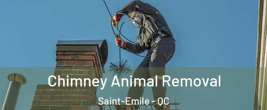  Chimney Animal Removal Saint-Emile - QC