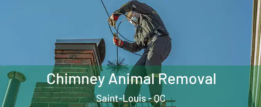  Chimney Animal Removal Saint-Louis - QC