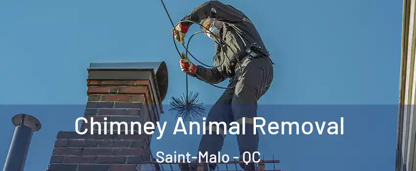 Chimney Animal Removal Saint-Malo - QC