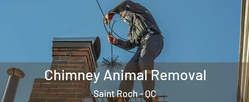  Chimney Animal Removal Saint Roch - QC
