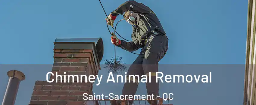  Chimney Animal Removal Saint-Sacrement - QC