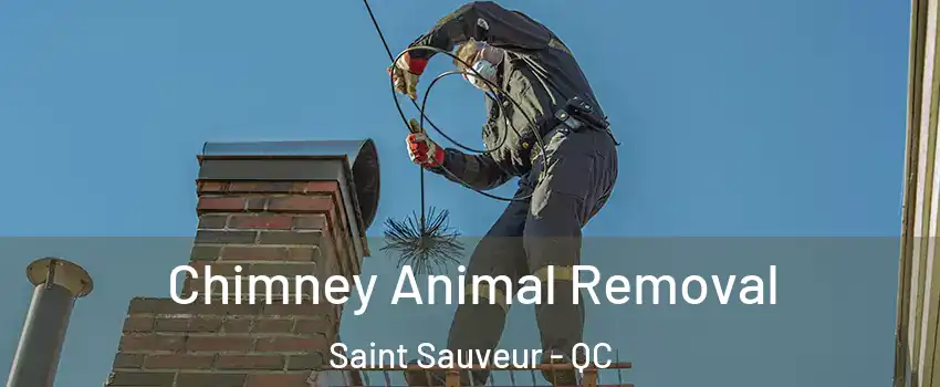  Chimney Animal Removal Saint Sauveur - QC