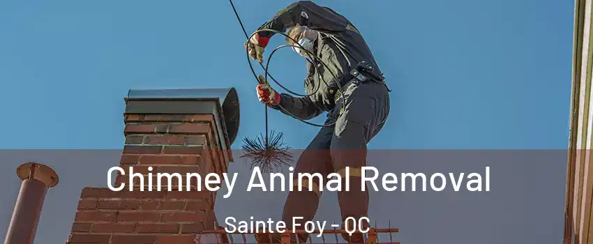  Chimney Animal Removal Sainte Foy - QC