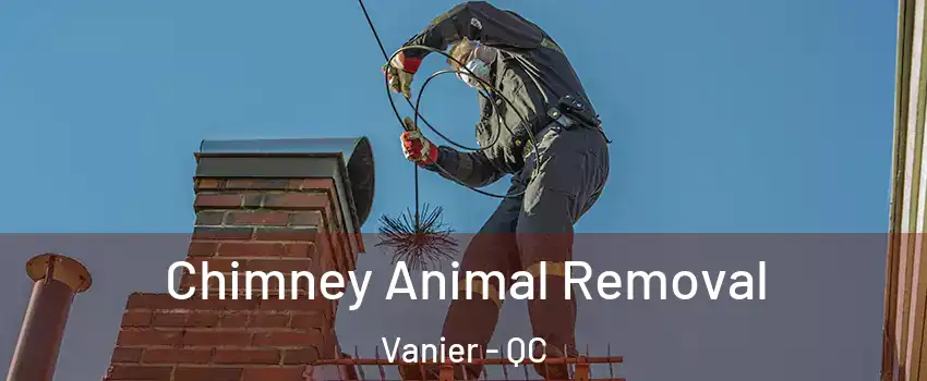  Chimney Animal Removal Vanier - QC
